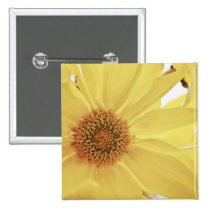 Yellow Chrysanthemum Flower buttons