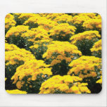 Yellow Chrysanthemum Flowers