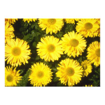 yellow Chrysanthemum 'Gordon Taylor' (Florist Chry Invitations