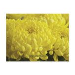 Yellow Chrysanthemum Macro Photograph Post Card