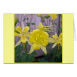 Yellow columbine cards
