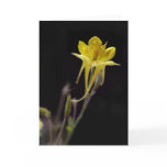 Yellow Columbine cards