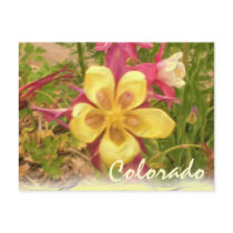 Yellow columbine flower postcard