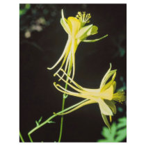 Yellow Columbine Flyer Design