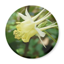 yellow columbine magnets