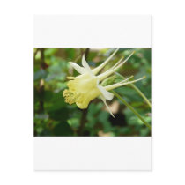 yellow columbine post cards