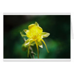 Yellow Columbine Wildflower cards