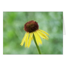 Yellow Coneflower - Echinacea Paradoxa Card