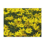 Yellow Coreopsis Flowers Postcard