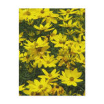 Yellow Coreopsis Flowers Postcard