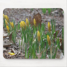 Yellow Crocus Mouse Pad
