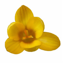 Yellow Crocus Photo Sculpture