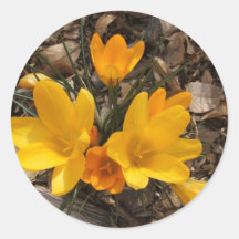 Yellow Crocus Round Stickers