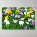 Yellow Crocuses flowers Print