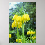 yellow Crown Imperial flowers Posters