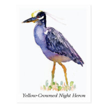 Yellow-Crowned Night Heron postcard