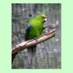 Yellow-crowned Parakeet postcards