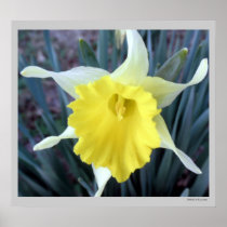 Yellow Daffodil Flower Floral Macro Poster Prints