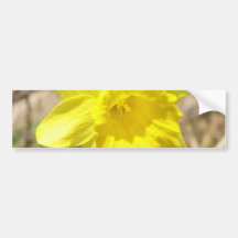 Yellow Daffodil Flowers Bumper Sticker
