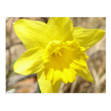Yellow Daffodil Flowers Postcard
