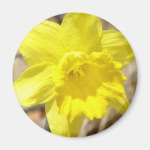 Yellow Daffodil Flowers Round Magnet