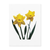 Yellow Daffodil Pair Postcard