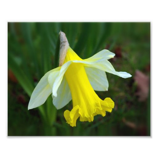 Yellow Daffodil Photographic Print