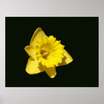 Yellow Daffodill Posters