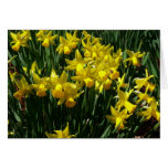 Yellow Daffodils Blank Card
