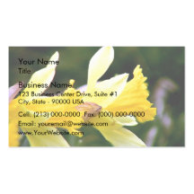 Yellow Daffodils blossoming on a sunny day Business Card