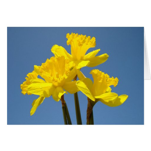 Yellow Daffodils Greeting Cards Custom Spring
