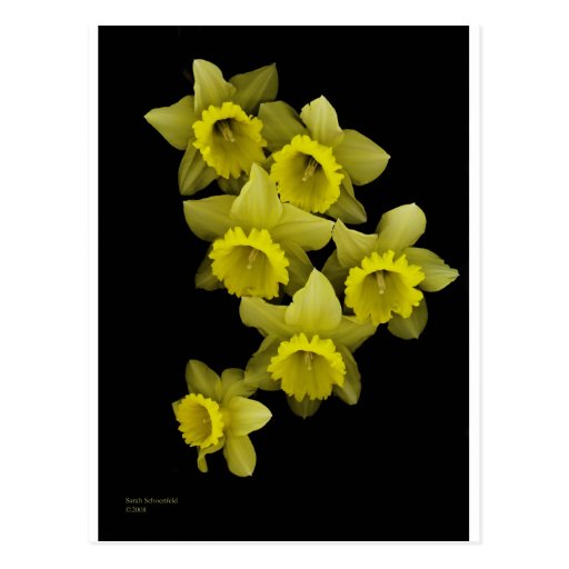Yellow Daffodils On Black Post Card