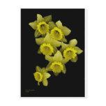 Yellow Daffodils On Black Post Card