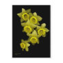 Yellow Daffodils On Black Post Card