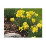 Yellow Daffodils postcards