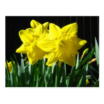 Yellow daffodils - Postcard