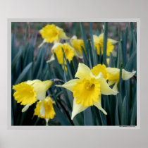 Yellow Daffodils Poster Print