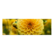 Yellow Dahlia