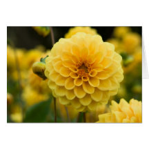 Yellow Dahlia Cards