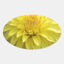 Yellow Dahlia On multiple Products Sticker