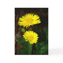 Yellow Daisies Greeting Cards