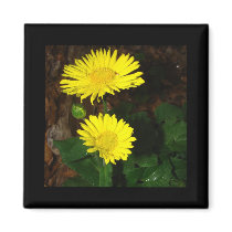 Yellow Daisies Magnets