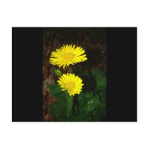 Yellow Daisies Post Cards