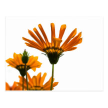Yellow Daisies Postcards