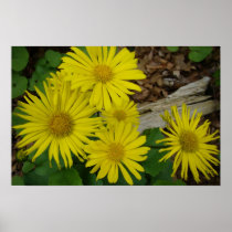 Yellow daisies poster