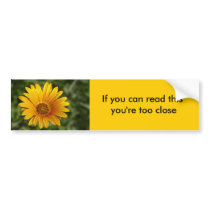 Yellow Daisy