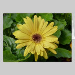 Yellow Daisy cards