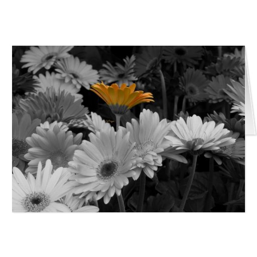 Yellow Daisy Card