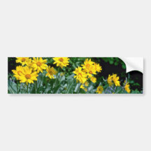 Yellow Daisy Clump flowers Bumper Sticker