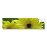Yellow Daisy Festival Bumper Sticker